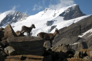 chamois_4