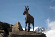 chamois_5