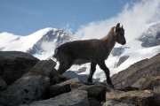 chamois_6