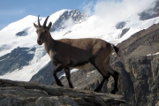 chamois_7